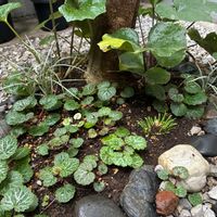 ヒメシャガ,ユキノシタ,ハクリュウ,浮雲錦の画像