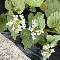 紅梅,ワサビ,サンシュウ,花のある暮らし,緑のある暮らしの画像