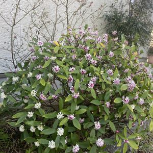 沈丁花(じんちょうげ),玄関アプローチの画像