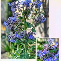 ボリジ,ボリジ,花のある暮らし♡,ウクライナに平和を,武器ではなく花をの画像