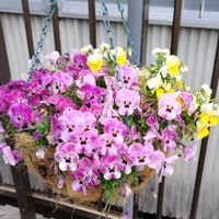 ビオラ,ハンギングバスケット,かわいい花,春の訪れの画像