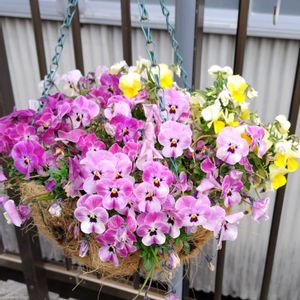 ビオラ,ハンギングバスケット,かわいい花,春の訪れの画像