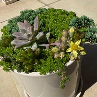 虹の玉,秀麗,森村万年草,細葉万年草,多肉植物の画像