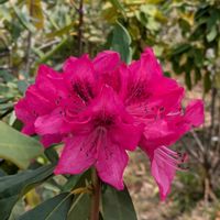 シャクナゲ,西洋シャクナゲ,池堀街道の画像