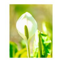 ミズバショウ,多年草,高山植物類,サトイモ 科,湿地帯の画像