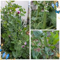 豆苗,小さな畑,しぞーか勢の画像