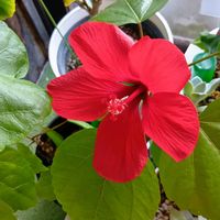 ゼラニウム,ハイビスカス,ハイビスカス,素敵ですね〜❣️,可愛い❤の画像