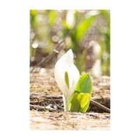 ミズバショウ,多年草,高山植物類,サトイモ 科,湿地帯の画像