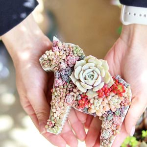 ローラ,多肉植物,ベランダガーデン,多肉植物のある暮らし,多肉ワークショップの画像