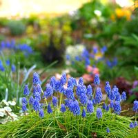 クリスマスローズ,シジミバナ,ヒマラヤユキノシタ,ムスカリ,ユーフォルビアの画像