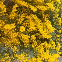 ミモザ,ミモザ,リース,スワッグ,いつもありがとう♡の画像