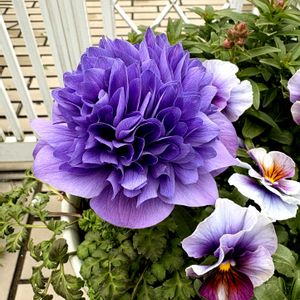 アネモネ,春の花,冬の花,冬の庭,春の庭の画像