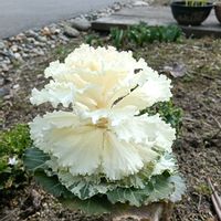 ハボタン,ハボタン,庭の画像