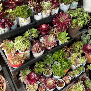 ウエディングドレス,カナリア,アエオニウム色々,アンナ錦,アーノルディの画像