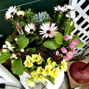 オステオスペルマム,カロケファルス,エンジェルクローバー,いつも見てくださってありがとう(๑>◡<๑),プリムラポリアン　フリンジの画像