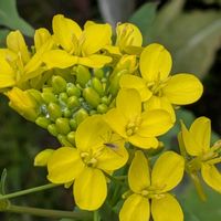 カブ,ナノハナ,庭の画像