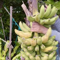 バナナ,バナナ,沖縄,バナナ栽培,沖縄北部の画像
