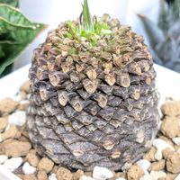 ユーフォルビア 鉄甲丸の画像