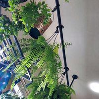 ネフロレピス マリサ,ネフロレピス,ネフロレピス・スコッチモス,ネフロレピスGREENファンタジーの画像