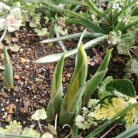 ギボウシ（ホスタ）,ホスタ 寒河江,庭の画像