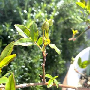 モッコウバラ,白モッコウバラ,今日も笑顔で♡,平和を願う☆,ツボミの画像