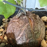 亀甲竜,ゲゲゲの月曜日の画像