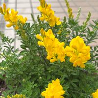 エニシダ,エニシダ,ラナンキュラス,パンジー,ガーデニングの画像