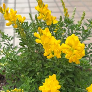 エニシダ,エニシダ,ラナンキュラス,パンジー,ガーデニングの画像