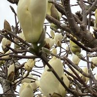 モクレン,春の訪れ,癒し…♡の画像