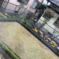 キンモクセイの画像