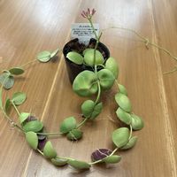 ディスキディア,ディスキディア　ナムコック,観葉植物,グリーンのある暮らし,リビング・ダイニングの画像