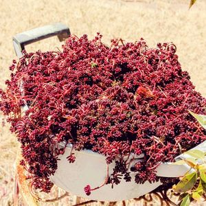 セダム,コーラルカーペット,手作り,可愛い,マイガーデンの画像