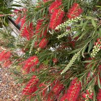 ブラシノキ,散歩,花散歩,植物のある暮らし,ありがとう♡の画像