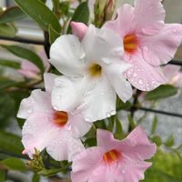 アラマンダ,散歩,お花,花散歩,植物のある暮らしの画像