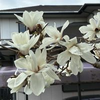 ハゴロモジャスミン,アシュガ,ダイアンサススーパーパフェ,白木蓮（ハクモクレン）,白木蓮（ハクモクレン）の画像