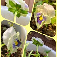 スノーフレーク,スミレ,パンジー,水菜,サニーレタスの画像