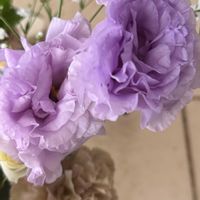 トルコキキョウ,お家園芸の画像