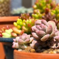 プロリフィカ,多肉植物,葉挿し,エケベリア属の画像