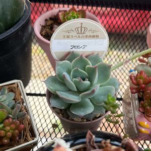 チワワエンシス,フロシア,玄関アプローチ,玄関内側の画像