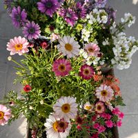 アリッサム,ネメシア,バーベナ,オステオスペルマム,スーパーアリッサム・フロスティナイトの画像