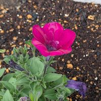 ペチュニアの画像