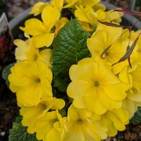 プリムラの画像