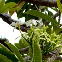 フクシア,ミフクラギ,オキナワキョウチクトウ,キワタ,キワタの画像