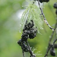 チランジア,ウスネオイデス,スパニッシュモス,寄生植物,細葉ウスネオイデスの画像