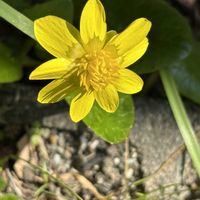 ハナニラ,ニチニチソウ,ユキヤナギ,オオキバナカタバミ,キクザキリユウキンカの画像