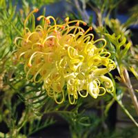 グレビレア,オージープランツ,花のある暮らし,植中毒,花自慢の画像