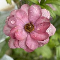 アリッサム,ビオラ,ラナンキュラスラックス,班入りアリッサムハッピーポンポン,お花の画像