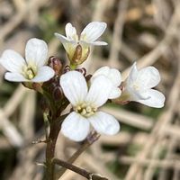 タネツケバナの画像