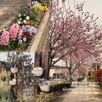 ヒヤシンス,ユーカリポポラス,ヨウコウザクラ,街路樹,さくら 桜 サクラの画像