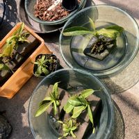 ネペンテス,ネペンテス 交配種,ウツボカズラ,食虫植物・ウツボカズラの画像